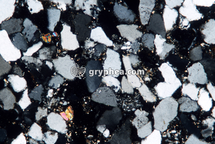 Grès à Quartz engrené LPA x25 - gryphea.com